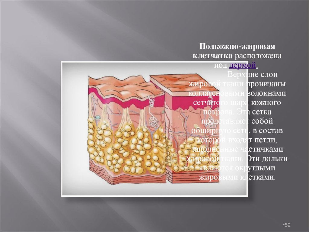 Подкожно жировая клетчатка картинка