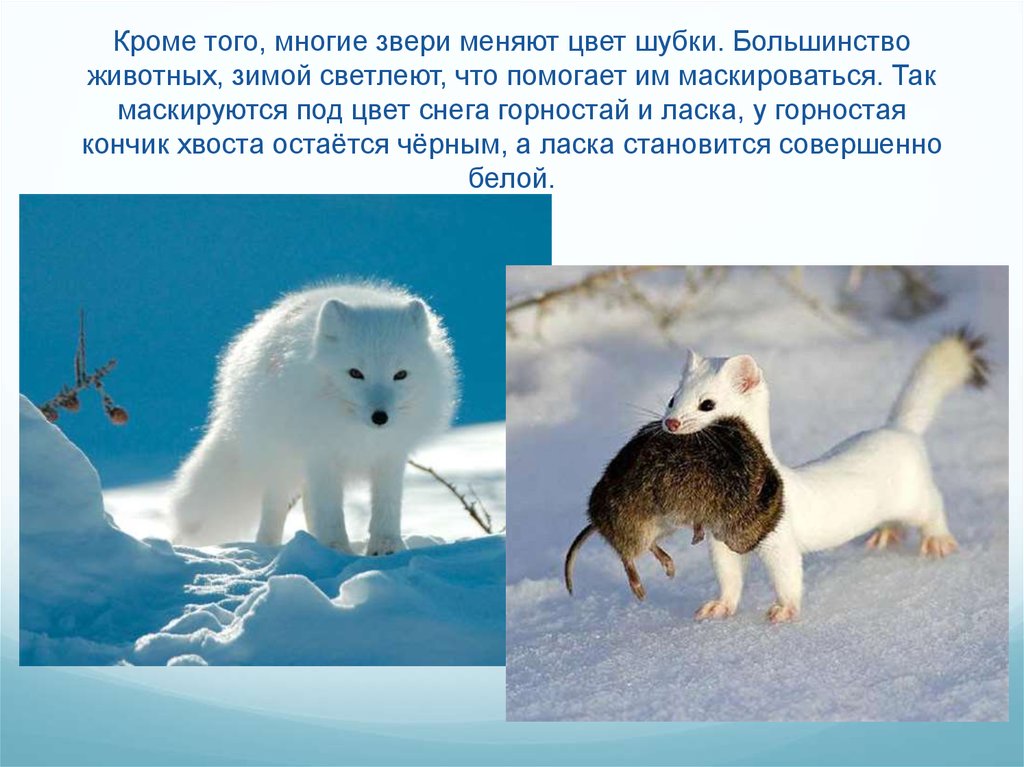Перед наступлением зимы некоторые животные. Какие животные меняют окрас зимой. Какие животные меняют шубку. Животные меняют окраску к зиме. Какие животные зимой меняют цвет шубки.