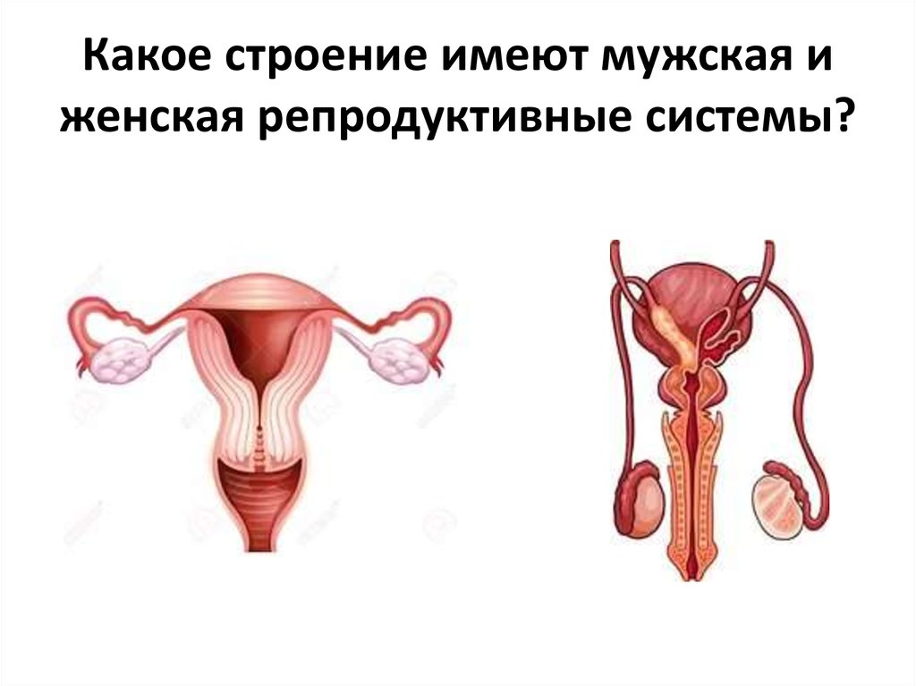 Репродуктивная женская половая система. Мужская и женская половые системы. Мужская и женская репродуктивная система. Строение женской репродуктивной системы. Строение мужской и женской репродуктивной системы.