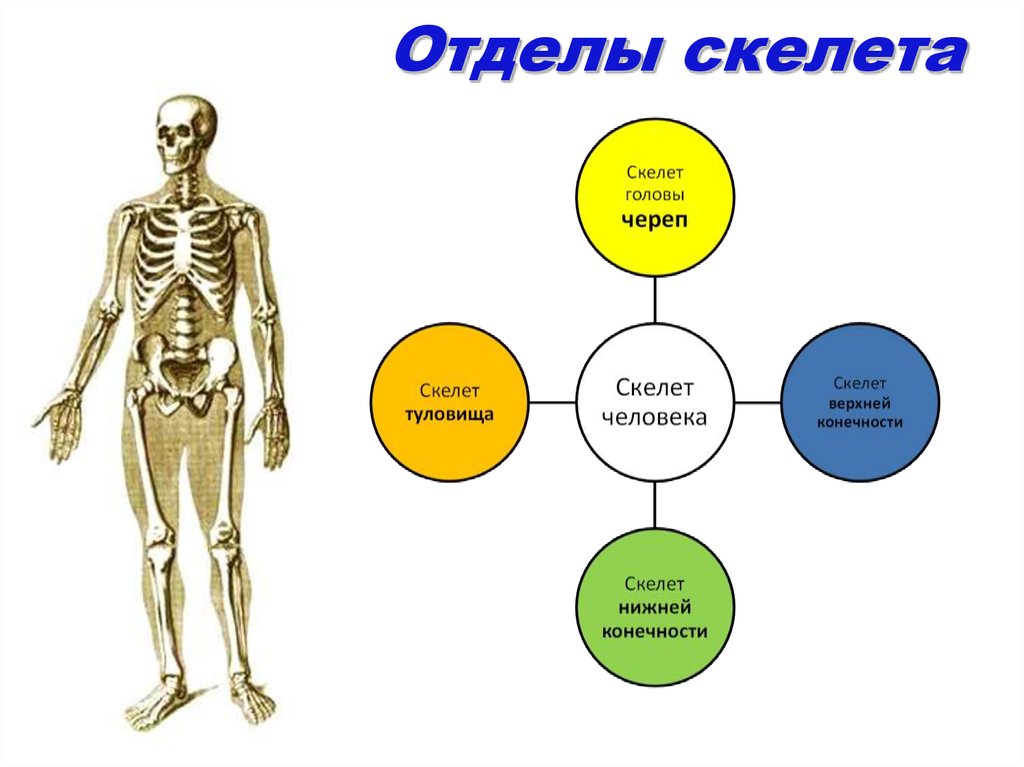 Какой отдел скелета есть. Отделы и основные кости скелета. Скелет человека строение его отделов. Строение скелета человека по отделам. Отделы скелета туловища 2.