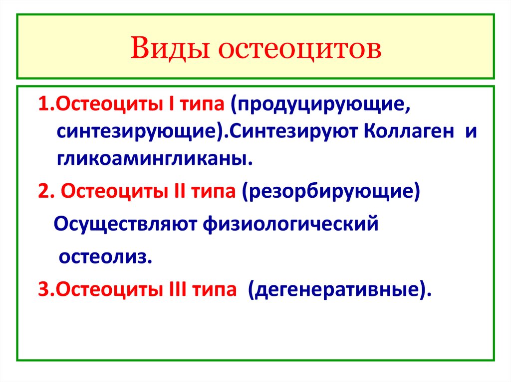 Остеоциты функции