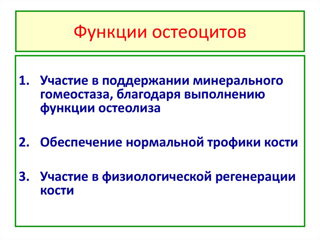 Остеоциты функции