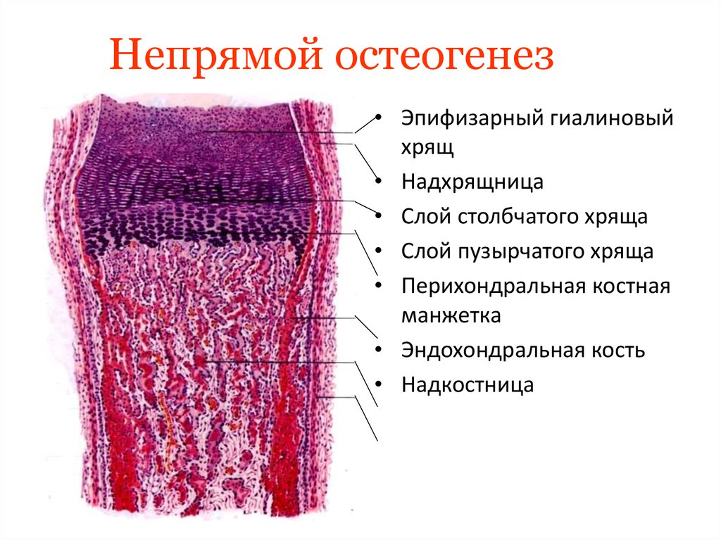 Непрямой остеогенез схема