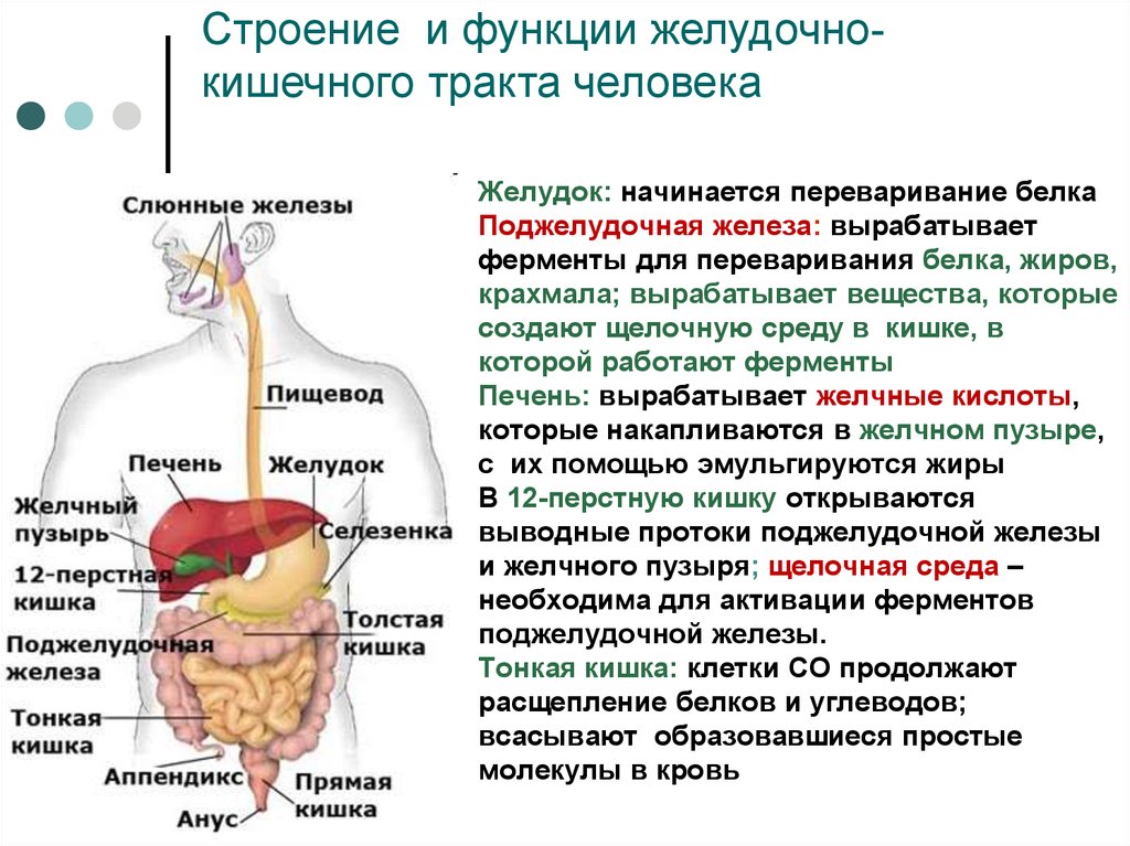 Ферменты поджелудочной железы поступают в. Охарактеризуйте пищеварительные ферменты сока поджелудочной железы. Пищеварительные железы, ферменты печени. Органы и железы пищеварительной системы таблица. Функции поджелудочной железы роль в пищеварении.