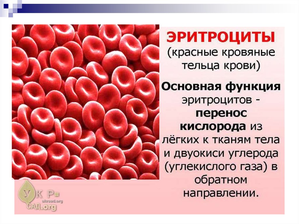 Какого человека называют красным. Красные кровяные тельца. Красные кровяные тельца эритроциты. Белые кровяные тельца называются. Белые кровяные тельца в крови.