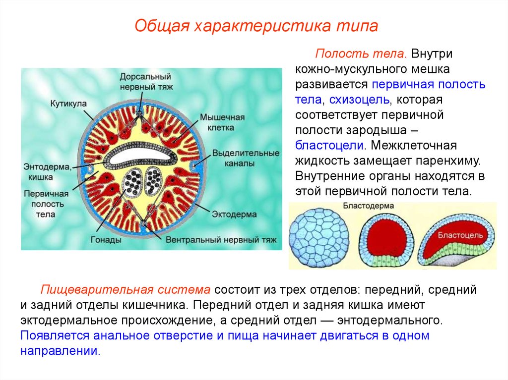 Имеют происхождение. Характеристика первичной полости тела. Эктодермальное происхождение имеют. Первичная полость тела однослойного зародыша это. Особенности кожно мускульного мешка.