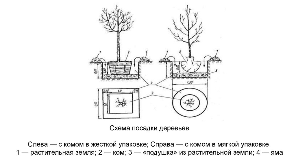 Нейтральная посадка. Технология посадки крупномеров схема. Схема посадки хвойных крупномеров. Схема посадки саженцев с закрытой корневой системой. Схема посадки кустарников с комом земли.