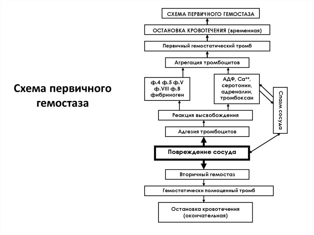 Первичный гемостаз схема