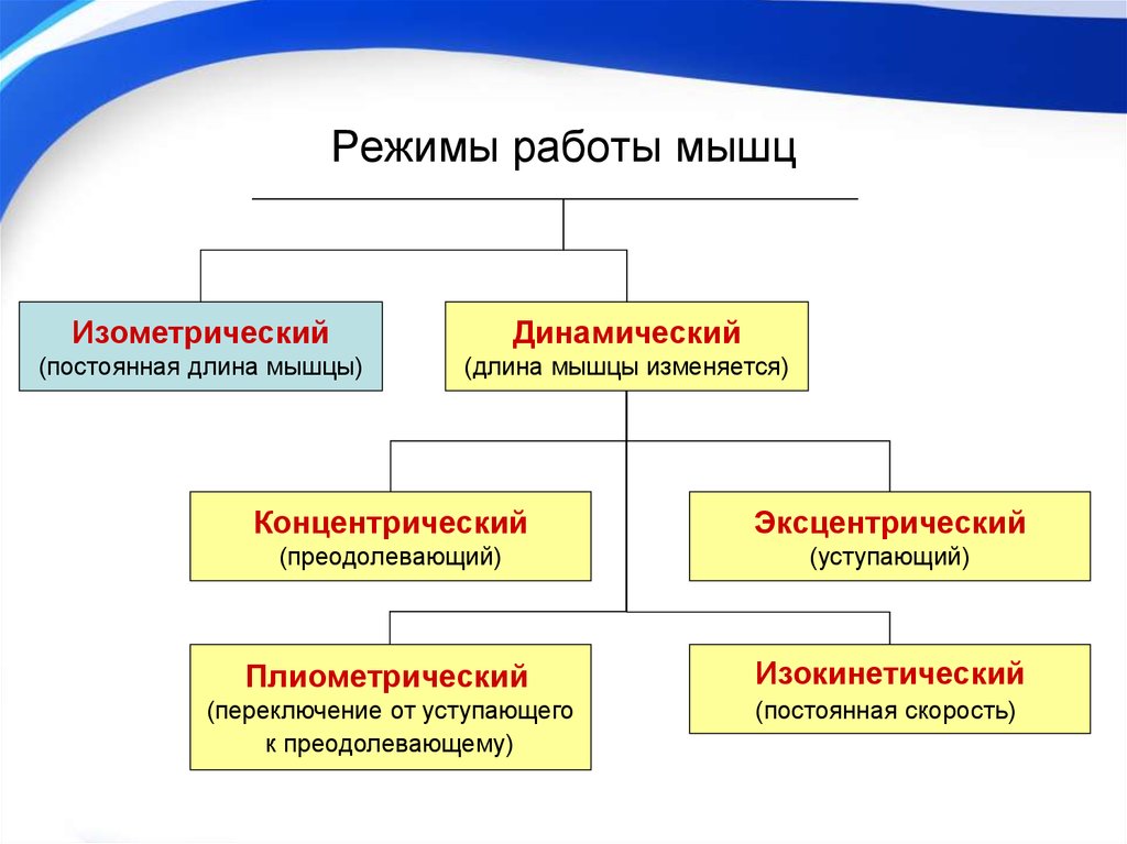 Виды работы режимы работы мышц