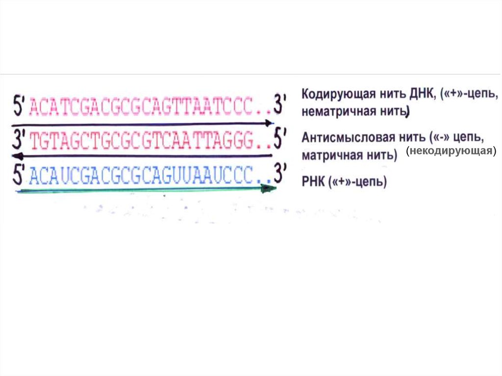 Кодирующая цепь гена. Кодирующая и матричная цепь ДНК. Смысловая кодирующая цепь ДНК. Смысловая цепь ДНК И матричная цепь ДНК. Кодогенная цепь ДНК это.