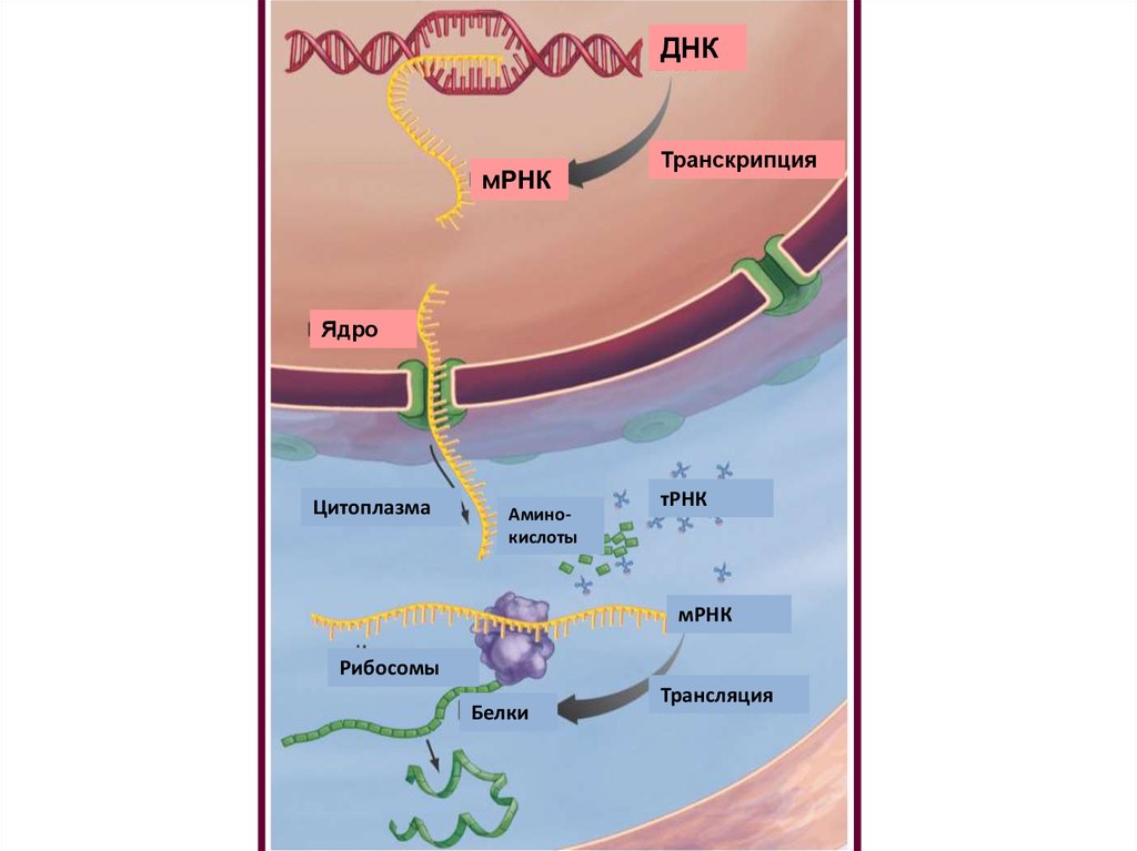 Процесс транскрипции осуществляется в ядре. Транскрипция в ядре. Транскрипция в ядре трансляция в цитоплазме. Процессы протекающие в ядре. Транспорт Ирнка в цитоплазму.