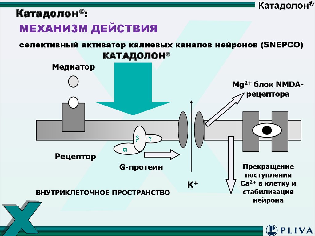 Активаторы калиевых. Активаторы калиевых каналов механизм действия. Механизм гипотензивного действия активаторов калиевых каналов. Активаторы кальциевых каналов механизм действия. Принцип гипотензивного действия активаторов калиевых каналов.