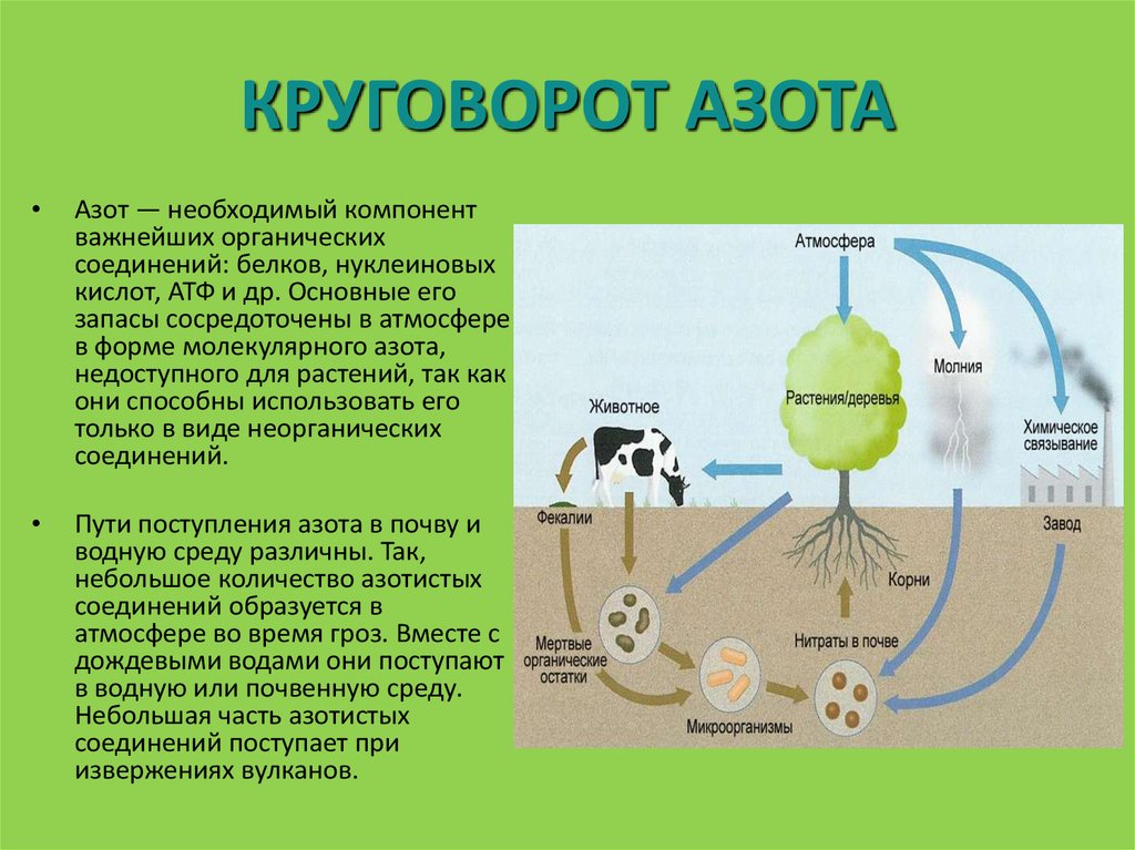 Биосфера фотосинтез. Круговорот азота (по ф.Рамаду, 1981). Важнейшие процессы обеспечивающие круговорот азота. Круговорот веществ в природе азот схема. Круговорот атмосферного азота.