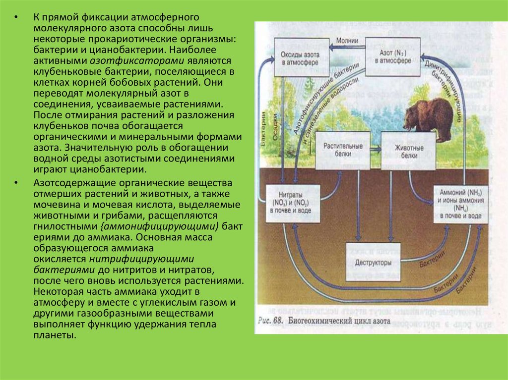 Способны к фиксации атмосферного азота