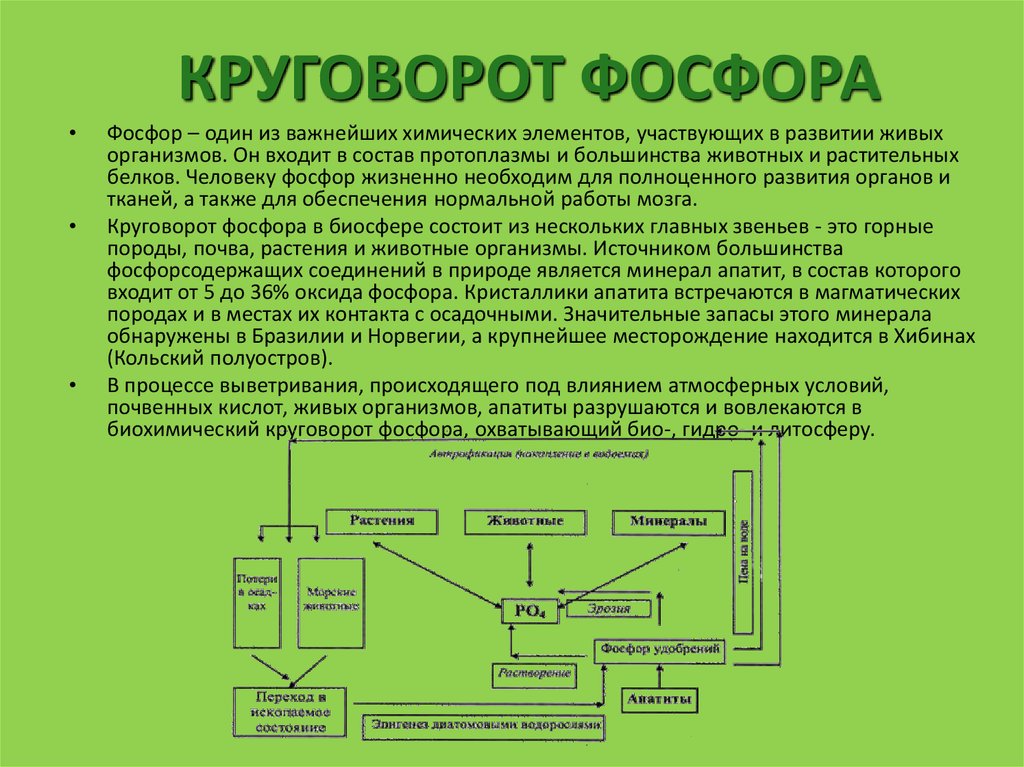 Круговорот натрия схема