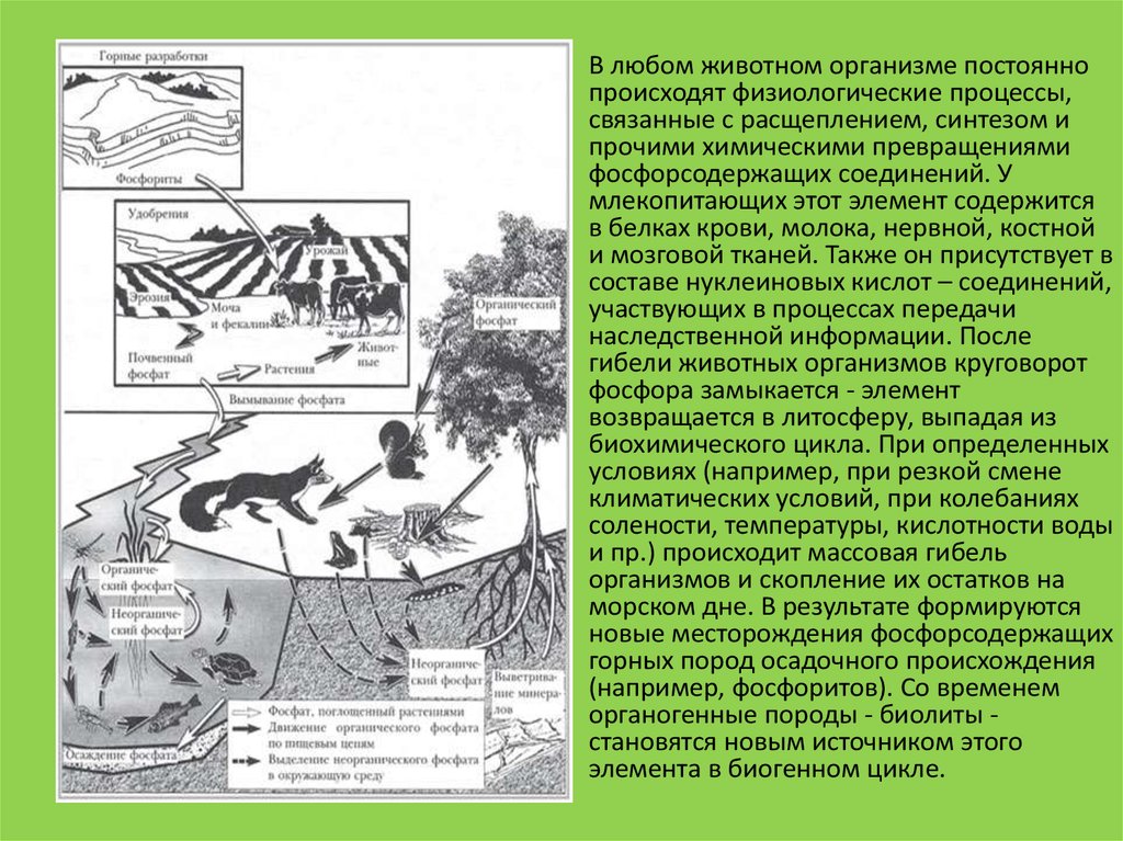 В биосфере биомасса животных во много. Роль живых организмов в биосфере биомасса. Роль живых организмов в биосфере Инфоурок. Сообщение на тему роль растений в биосфере.