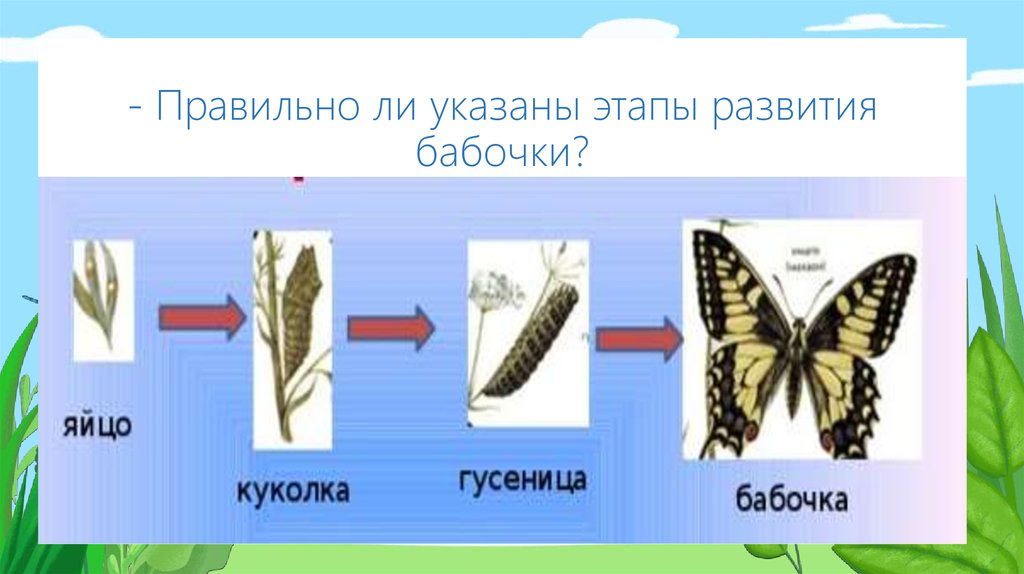 Развитие бабочки схема. Стадии развития бабочки. Последовательность развития бабочки. Цикл развития бабочки. Этапы развития бабочки.