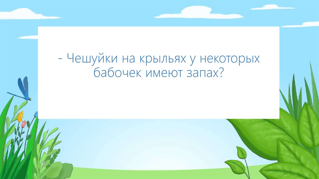 - Чешуйки на крыльях у некоторых бабочек имеют запах?
