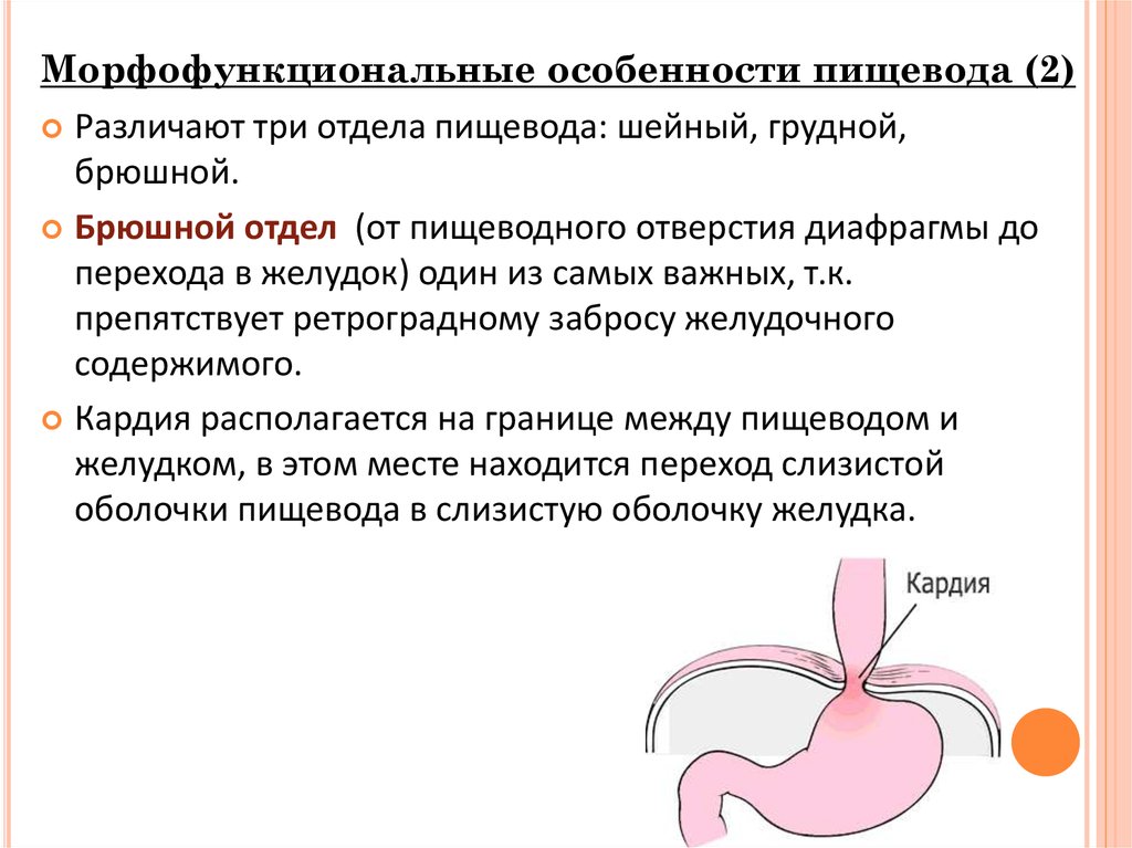 Особенности желудка. Анатомо физиологические желудка. Афо ЖКТ. Афо желудка. Анатомо-физиологические особенности пищевода презентация.