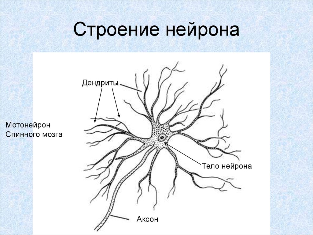 Нейроны спинного мозга характеристика. Строение спинного мозга Нейроны. Строение спинного мозга анатомия Нейроны. Строение нервной клетки спинного мозга. Нейрофибриллы нейрона.