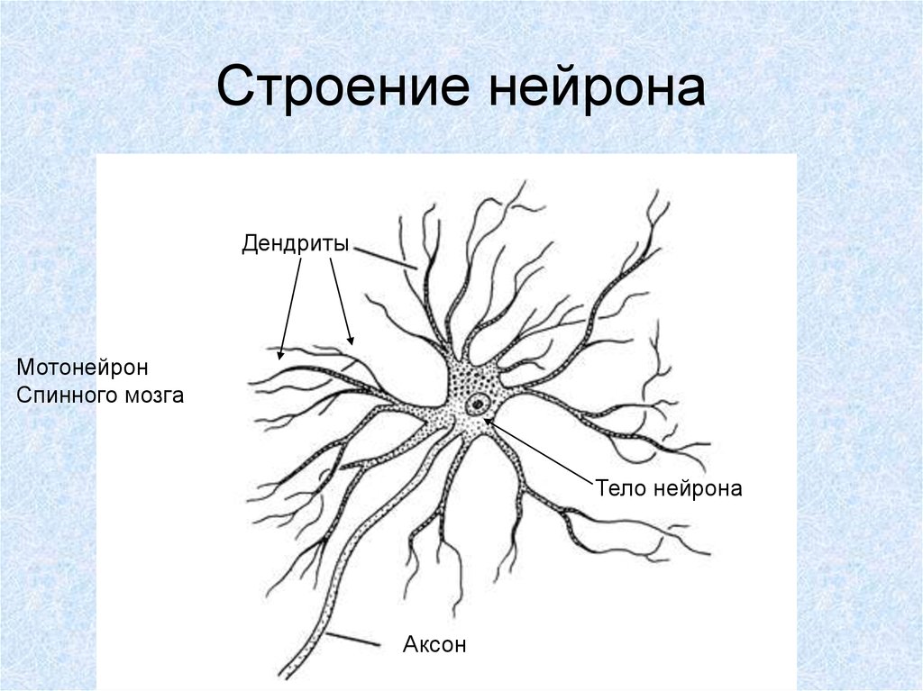 Строение нервной клетки. Строение спинного мозга Нейроны. Строение нейрона дендриты. Строение нервной клетки спинного мозга. Мотонейрон спинного мозга.