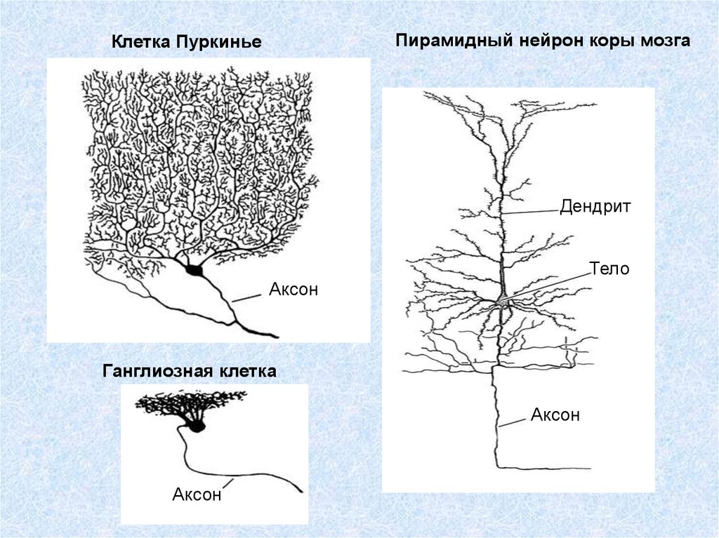 Клетки пуркинье рисунок