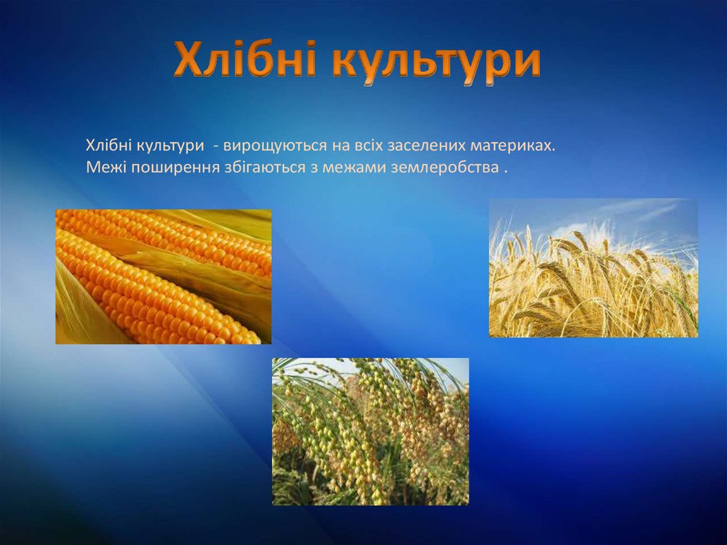 Зернові Зернобобові Культури Реферат