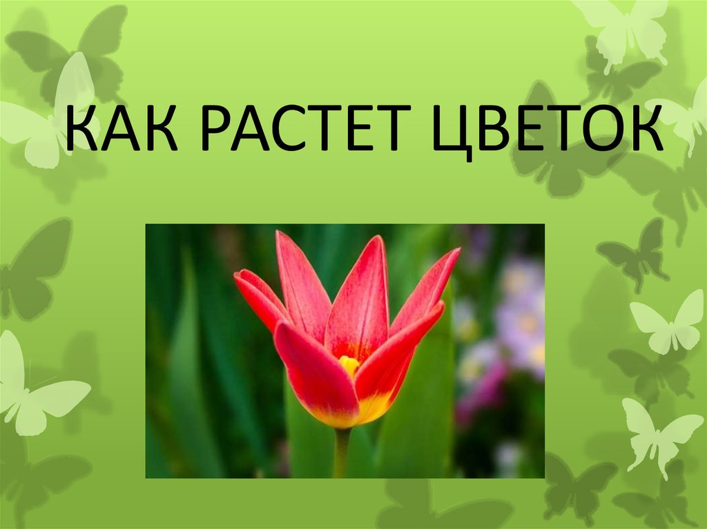 Будут расти цветы. Как растет цветок презентация для детей. Как вырастают цветочки. Цветочки вырастают как цветочки. Как растут цветочки как растут цветочки.