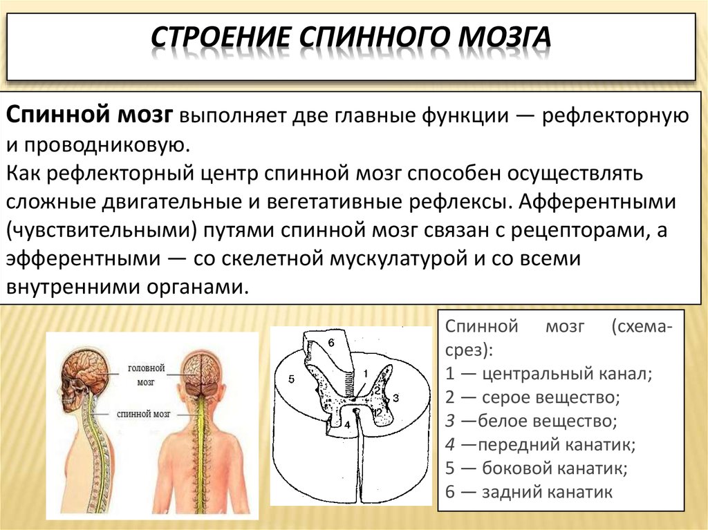 Рефлекторные и проводящие функции спинного мозга