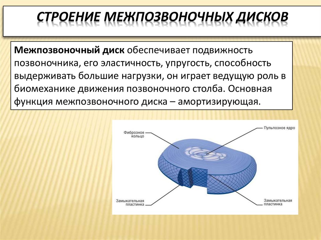 Замыкательные пластинки позвоночника