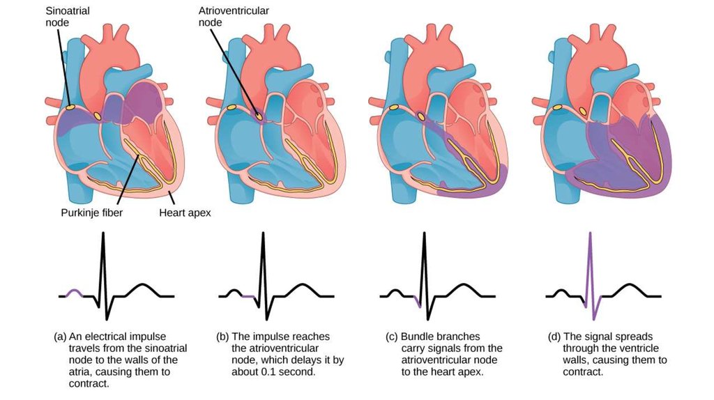 The cardiac cycle and ECG - презентация онлайн z wave block diagram 