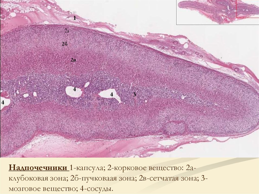 Надпочечники рисунок гистология