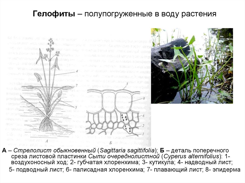 Экологические группы растений презентация 7 класс