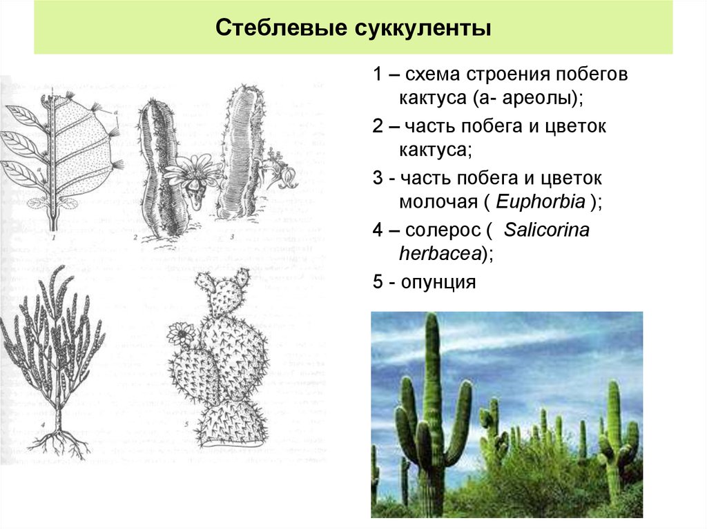 Кактус экологическая группа особенности. Строение кактуса опунция. Строение стебля кактуса схема. Строение побега кактуса. Строение листьев кактуса.