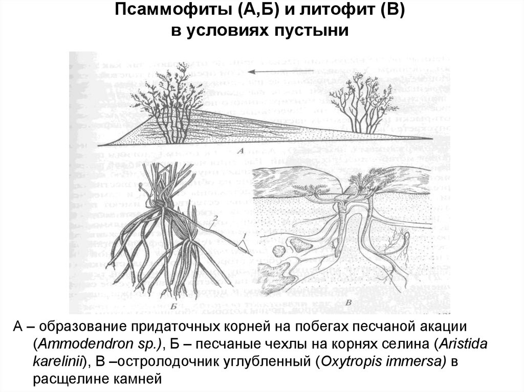 Рисунок корневой системы любого растения пустыни