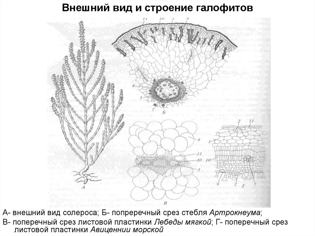 Внешний вид и строение. Галофиты схема. Строение листа галофиты. Галофиты особенности строения. Галофиты строение.