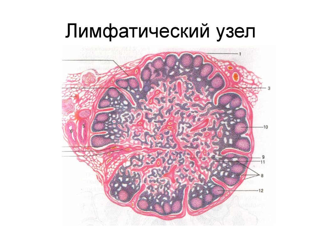 Лимфатический узел рисунок. Кроветворение в лимфатических узлах гистология. Препарат схема лимфатический узел. Иммунная система гистология лимфатический узел. Микроскопическое строение лимфатического узла.