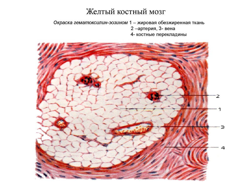 Желтый костный мозг. Строение желтого костного мозга гистология. Желтый костный мозг препарат. Желтый костный мозг анатомия. Красный и желтый костный мозг гистология.