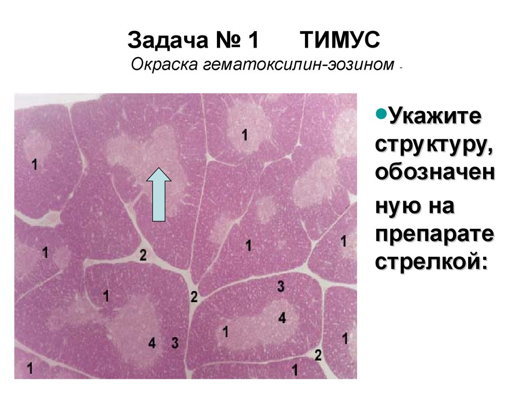 Тимус источник развития общий план строения функция