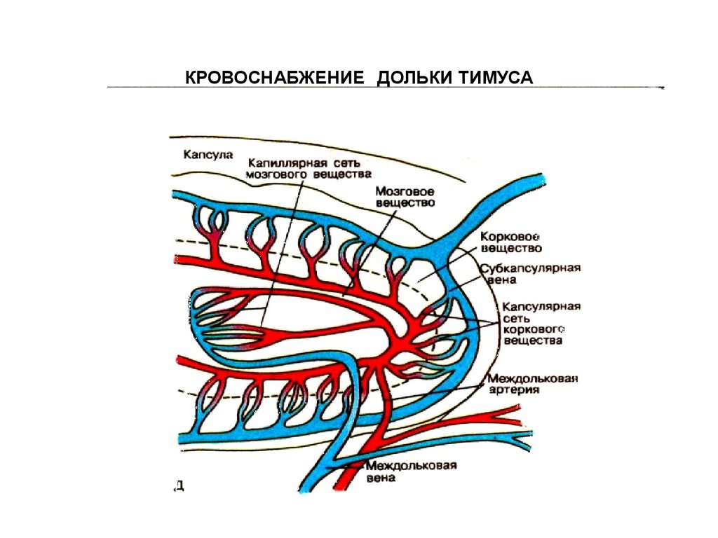 Кровоснабжение селезенки схема