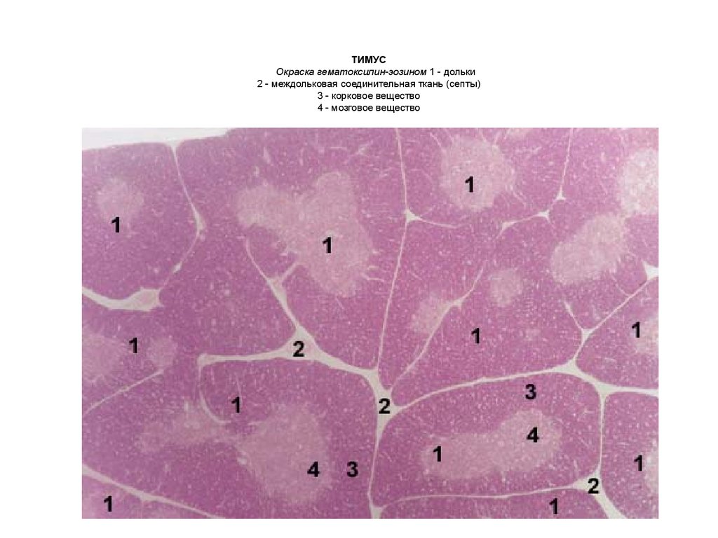 Рисунок тимуса гистология