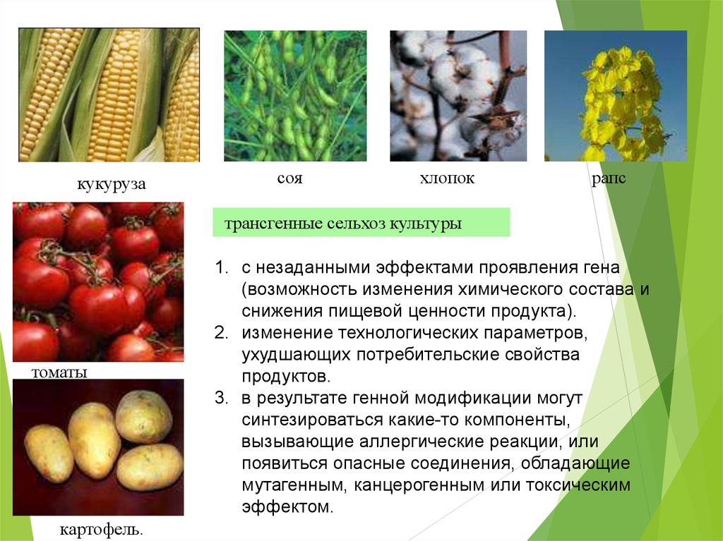 В чем ценность культурных сельскохозяйственных растений. Трансгенные растения. Генномодифицированные растения. Генно модифицированные растения. Генетически модифицированные сельскохозяйственные культуры.