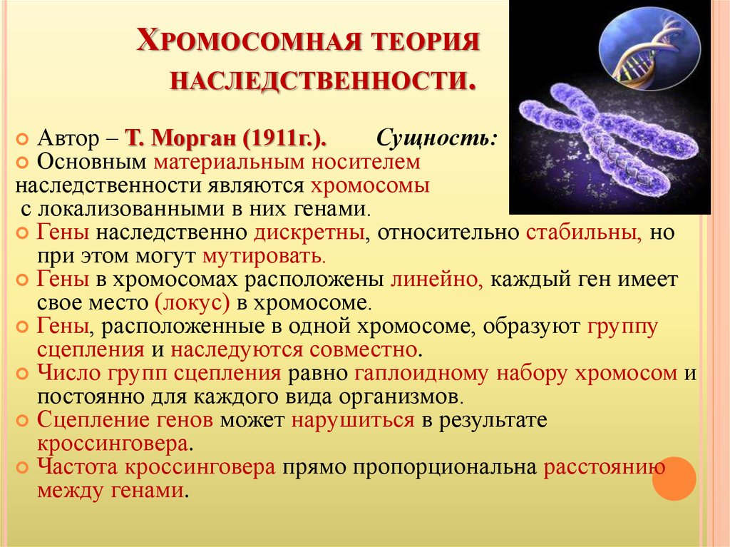 Хромосомная теория наследственности презентация