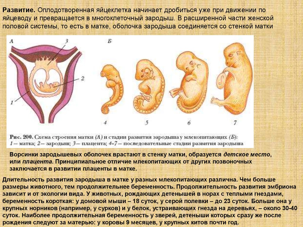 Назовите стадии развития зародыша млекопитающих