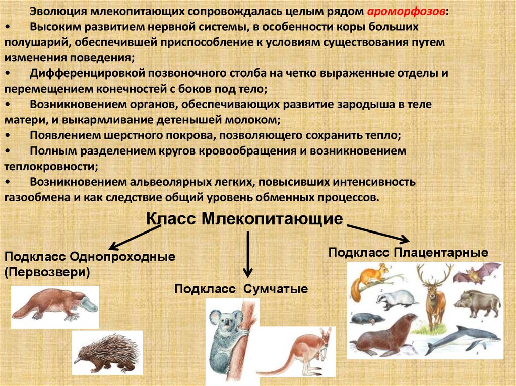 Биология 7 класс контрольная по теме млекопитающие. Ароморфозы млекопитающих. Эволюционные изменения млекопитающих. Класс млекопитающие. Млекопитающие представители.