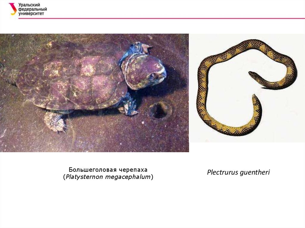 Индо малайская область презентация