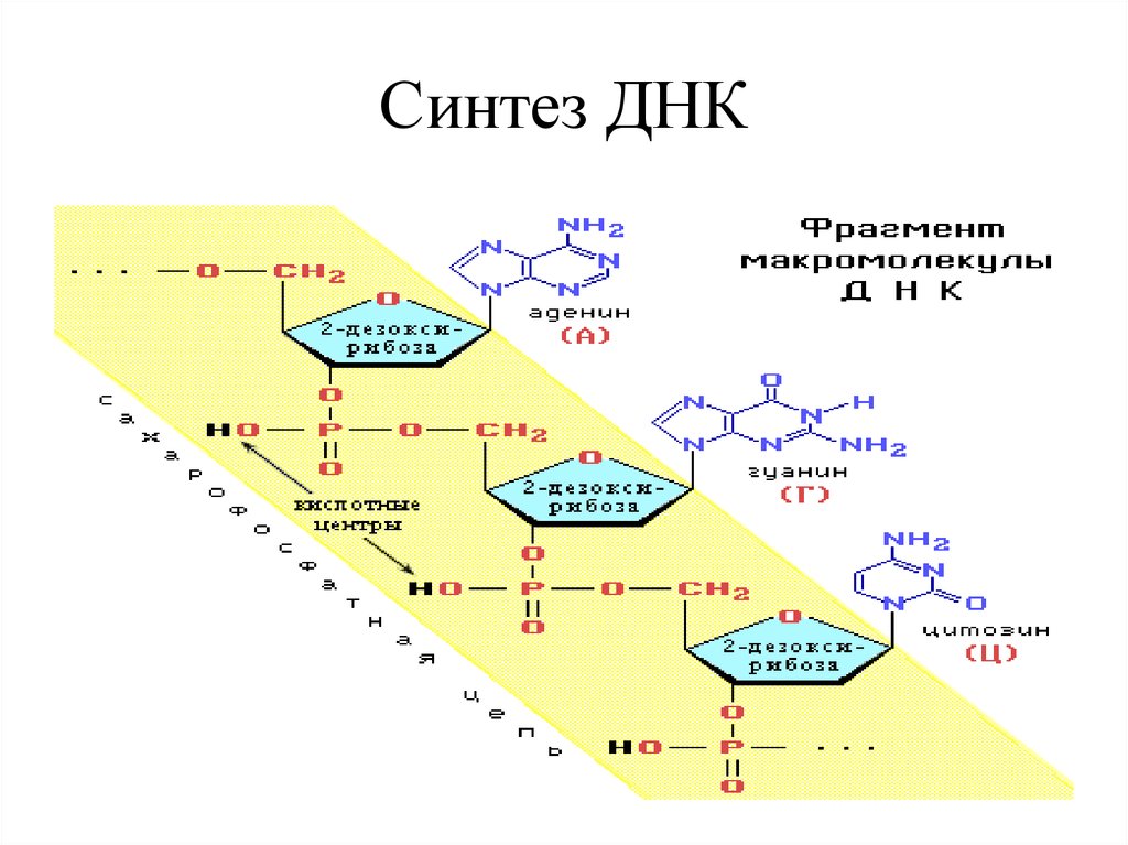 Синтез днк схема