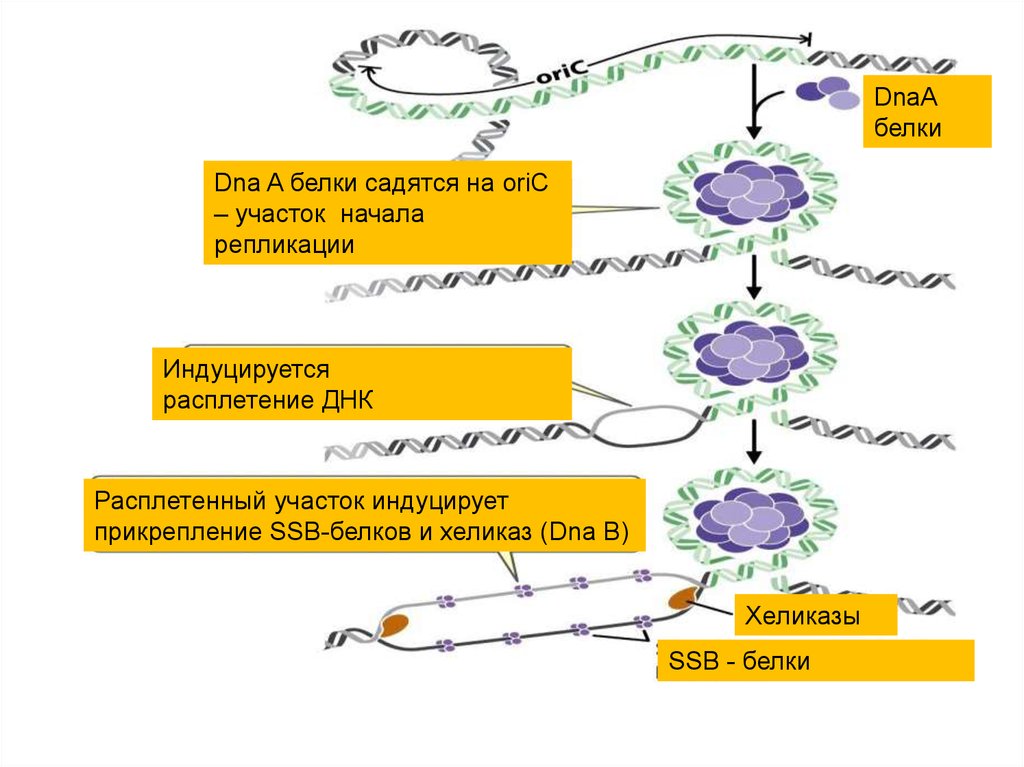 Схема заражения вирусом