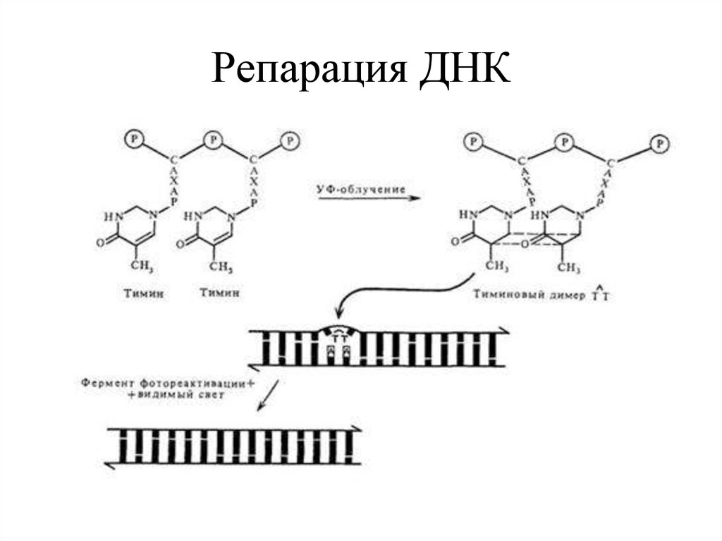 Восстановление поврежденной структуры днк. Схема репарации ДНК. Схема световой репарации ДНК. Механизмы репарации ДНК схема. Прямая репарация ДНК схема.