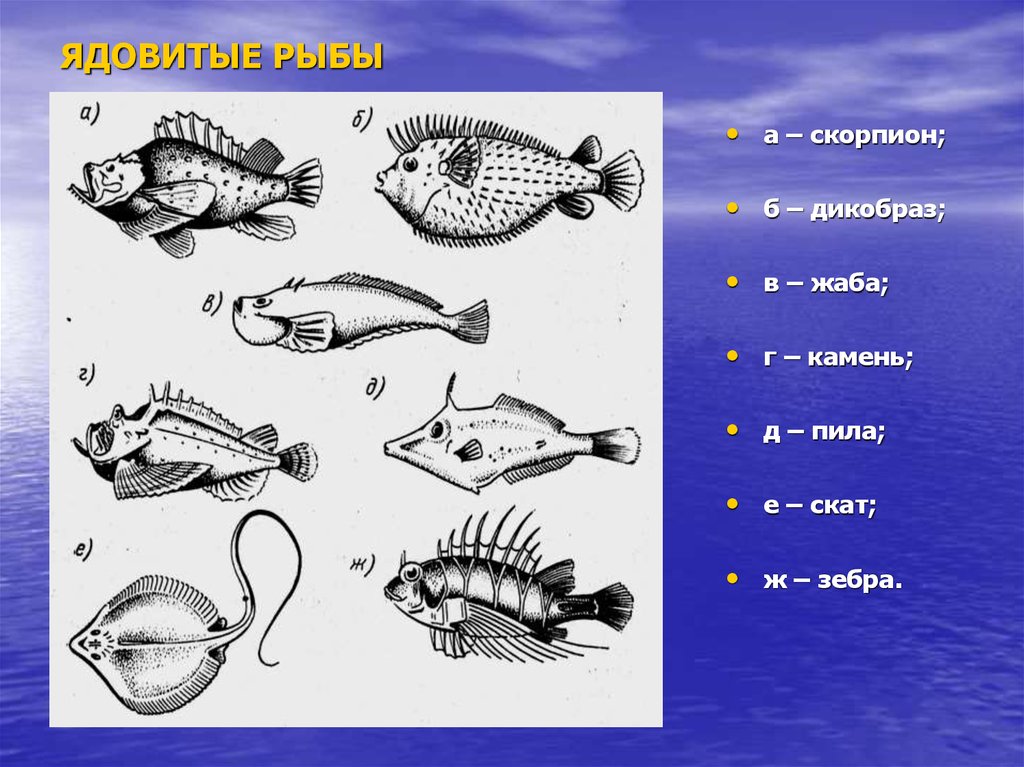 Презентация ядовитые рыбы